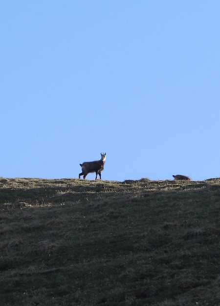 Chamois : C'est qui ce type avec son VTT qui roule dans mon potager.