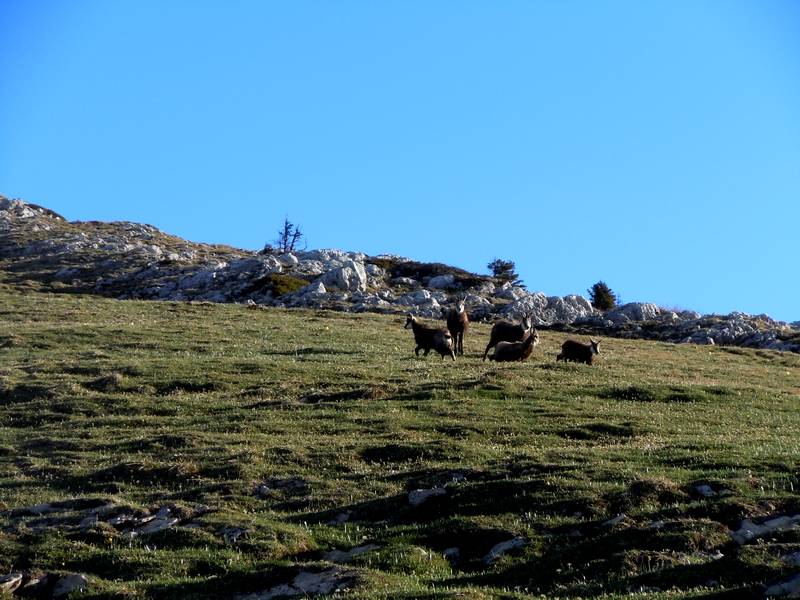 Chamois : Il y a du monde dans les prés qui fait un pic-nic