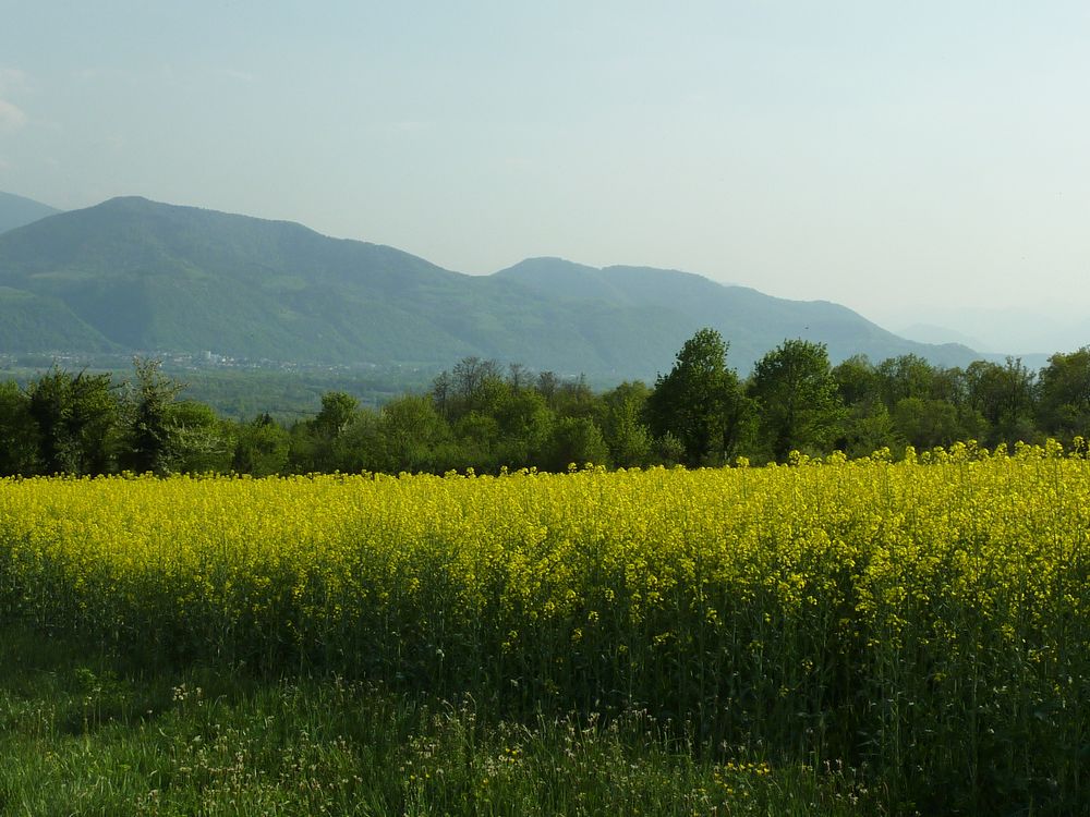 Colza en fleur : le printemps est décidemment en avance