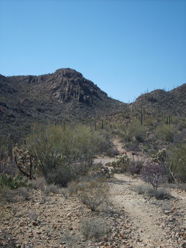 Le sentier : des cactus, des cailloux...