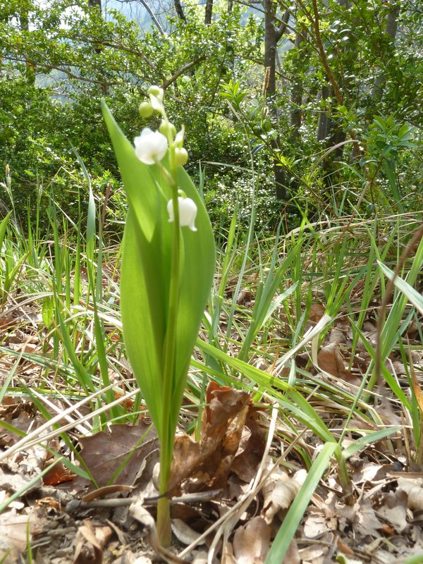 #3 Muguet : Certains ont commencé à sortir. Muguet : Certains ont commencé à sortir.
