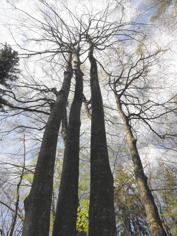 forêt : une belle forêt de feuillu (des frênes) qui doit être très skiante ...