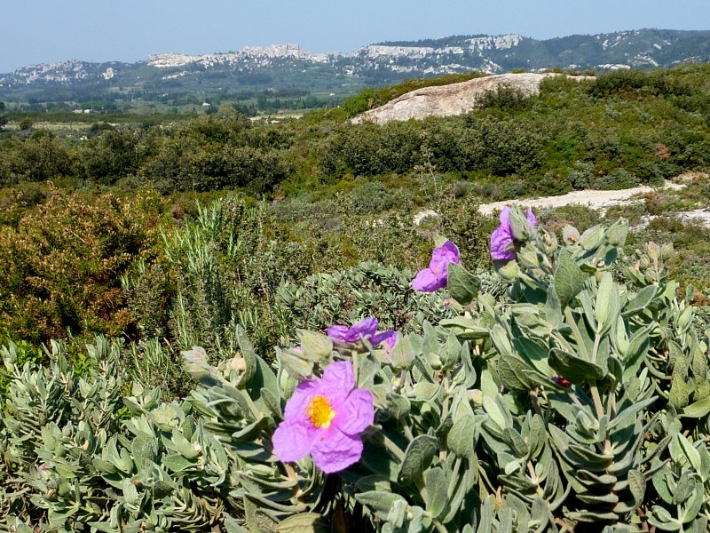 #2 Ciste en fleur : Les Alpilles sont encore bien fleurie Ciste en fleur : Les Alpilles sont encore bien fleurie