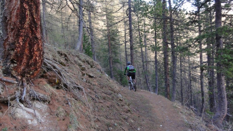 Torrent de Sachas : Début de descente dans le mélézin ... rahhh que c'était beau (et bon !!)