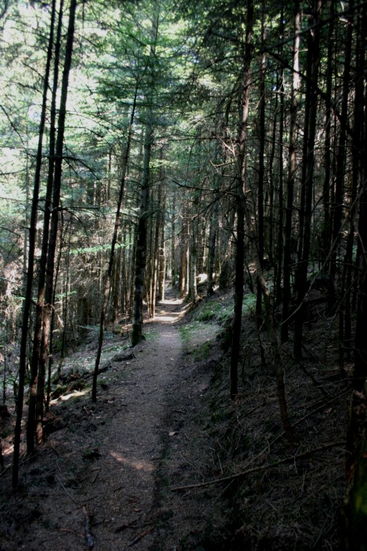 #5 Noire : Ici la forêt sombre, domaine du sotré (petit lutin farceur) Noire : Ici la forêt sombre, domaine du sotré (petit lutin farceur)