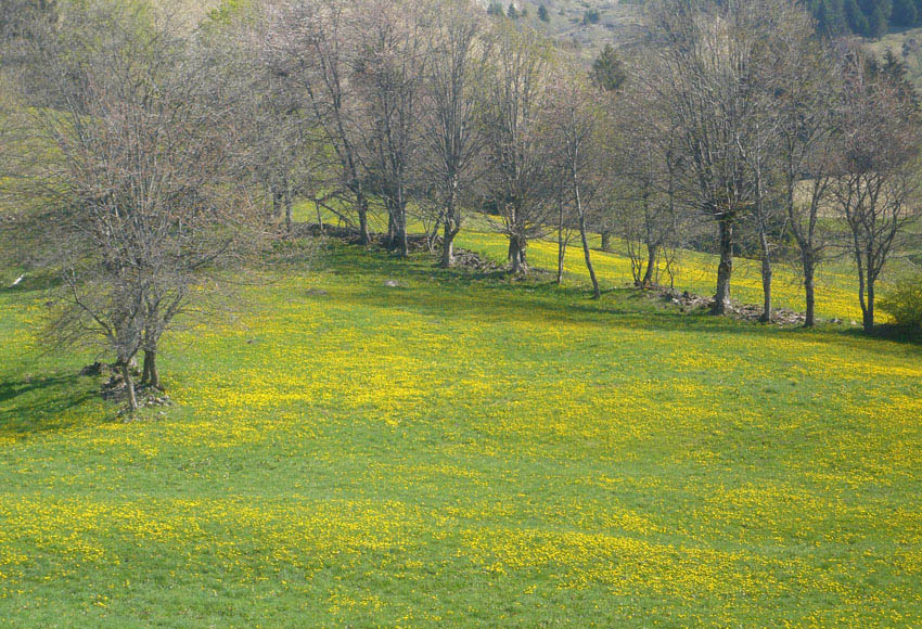 #3 Pissenlits : Alpages sous le Sulens Pissenlits : Alpages sous le Sulens