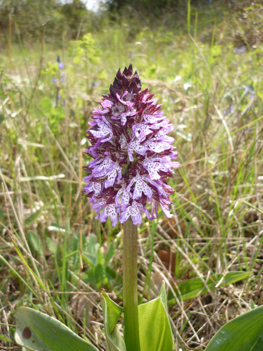 #2 Orchis Orchis