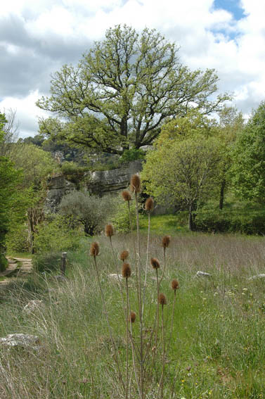 #11 Lubéron : Vallon de l Lubéron : Vallon de l'Aiguebrun