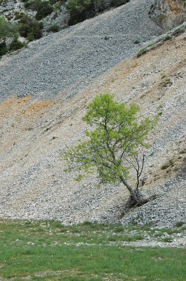 #3 Lubéron : Dans la descente sur Sivergues Lubéron : Dans la descente sur Sivergues
