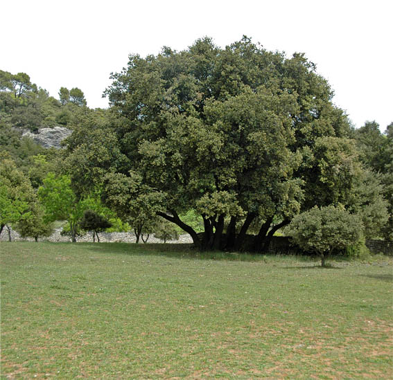 #16 Lubéron : La Chambarelle Lubéron : La Chambarelle