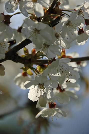 Sommet du Treu : cerisier en fleur