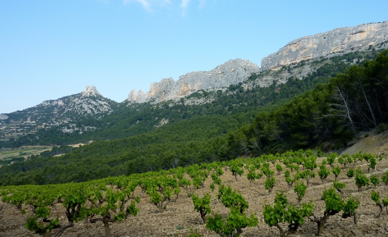 Dentelles de Montmirail : Le sentier passe au col puis longe les falaises en serpentant en sous bois