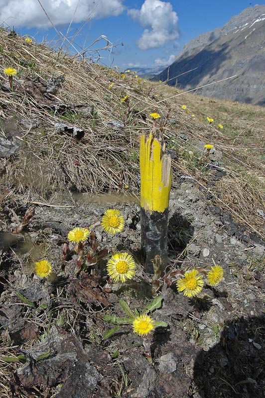 Tête de Torraz : Mais le tussilage sur son rocher noir a pris les couleurs de l'environnement !!