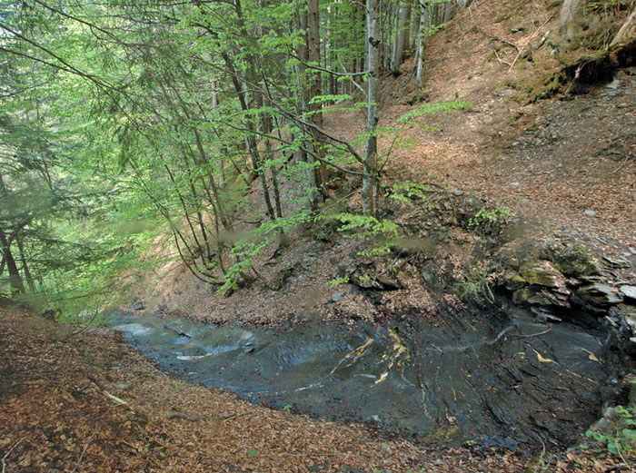 Tête de Torraz : Dans la forêt au dessus de Flumet