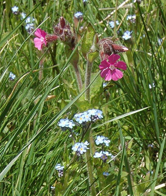 Tête de Torraz : Myosotis et Compagnon rouge (Melandrium)