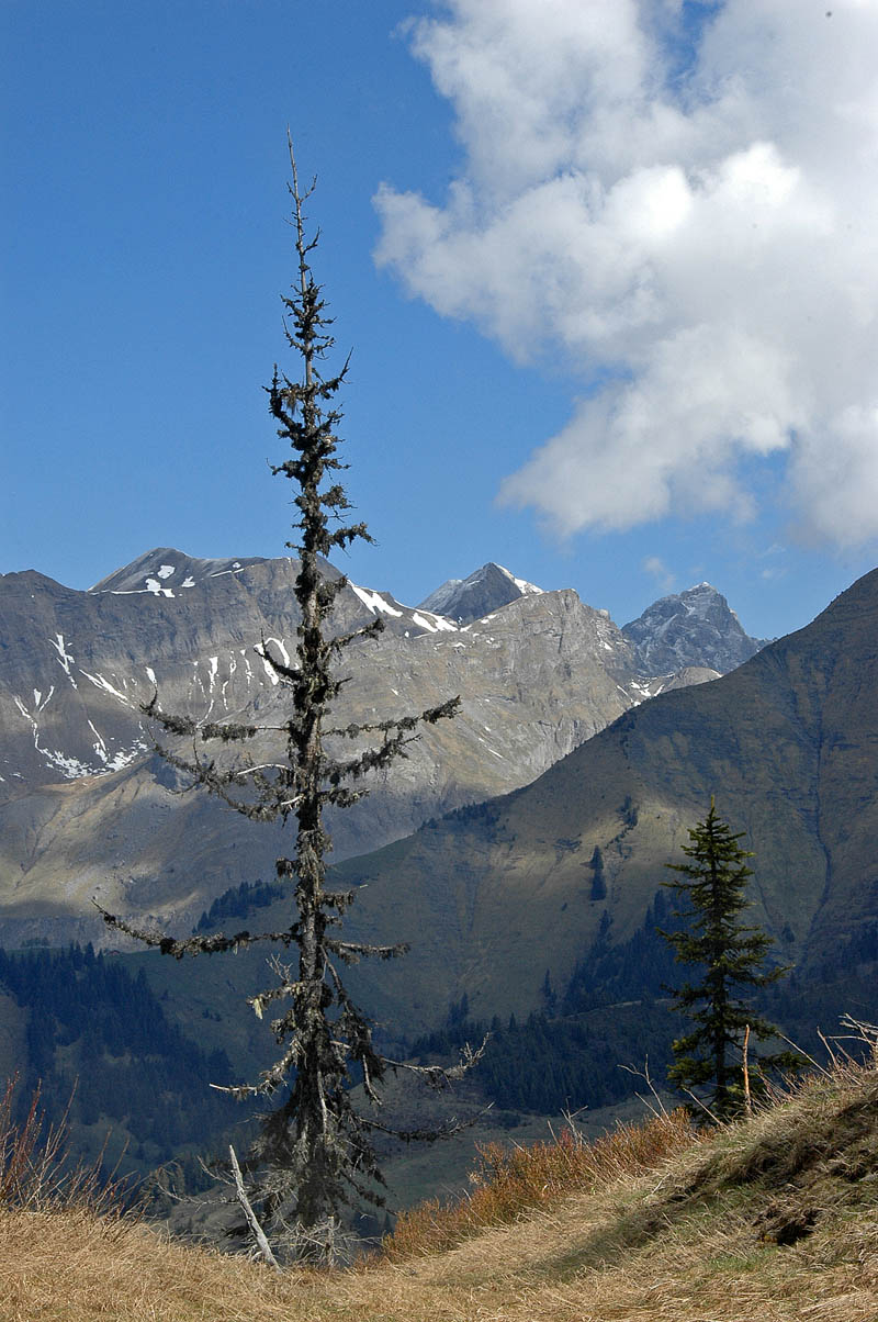 Tête de Torraz : Aravis Pointe perçée