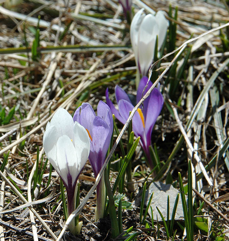 #6 Roc Marchand : Crocus Roc Marchand : Crocus