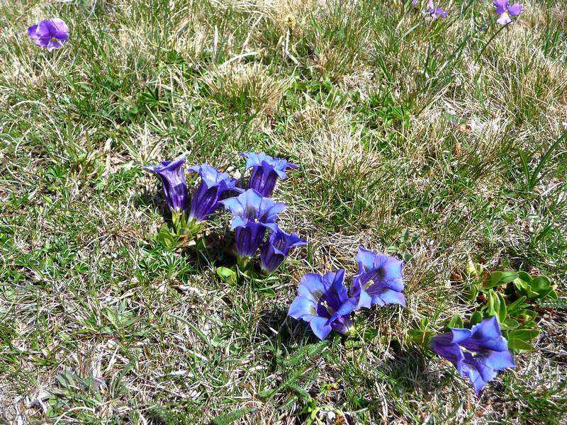 Fleur : une spéciale pour Sanfroi