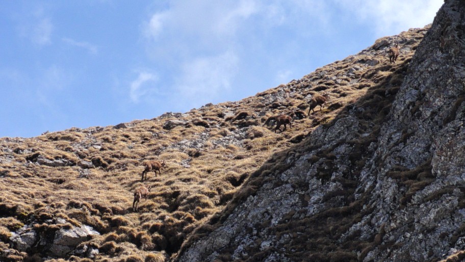 Chamois : Festival de cornus passé l'éperon rocheux !