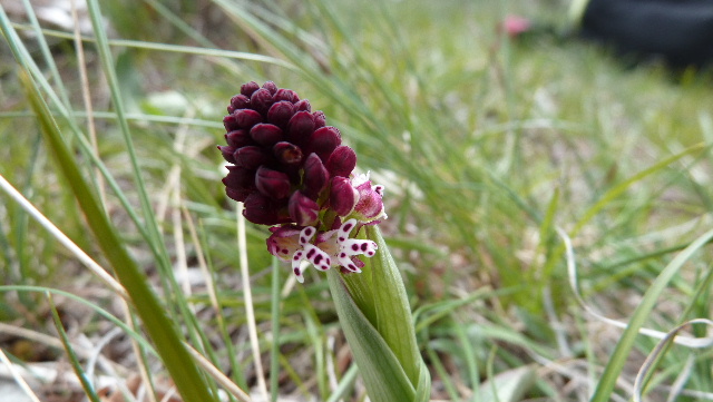 au sommet du Cluyer : orchis brûlé