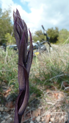 #11 limodore : en plein milieu du sentier, en fleurs dans 15 jours? limodore : en plein milieu du sentier, en fleurs dans 15 jours?