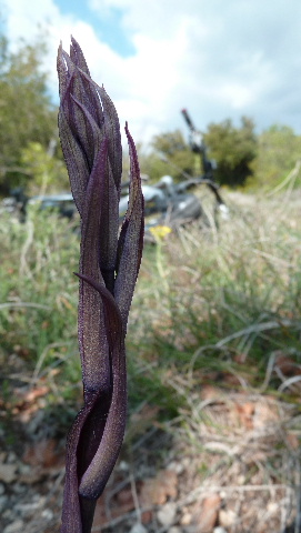 limodore : en plein milieu du sentier, en fleurs dans 15 jours?