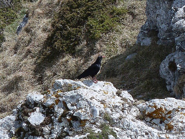 #8 3 Becs et : 1 corbeau (dira t 3 Becs et : 1 corbeau (dira t'on)