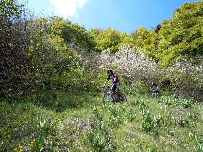 #1 Alpage : à l Alpage : à l'attaque des épingles