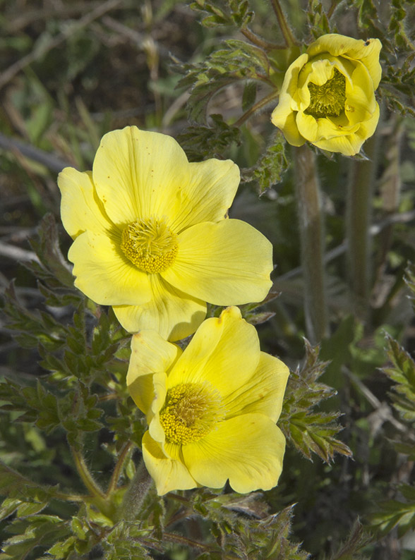 #7 Montée au dôme de Vaugelaz : Pulsatille des alpes.
la montée était longue du coup les photos de fleurs m Montée au dôme de Vaugelaz : Pulsatille des alpes.
la montée était longue du coup les photos de fleurs m'ont donné de nombreuses excuses pour m'arréter