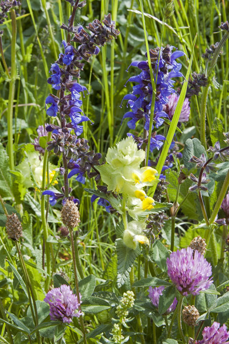 #2 Montée au dôme de Vaugelaz : Prés en fleurs, Sauge, Rhinantes Montée au dôme de Vaugelaz : Prés en fleurs, Sauge, Rhinantes