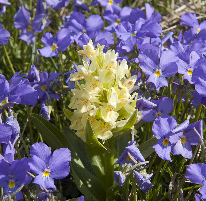 #5 Montée au dôme de Vaugelaz : Si si c Montée au dôme de Vaugelaz : Si si c'est naturel ce n'est pas planté par la mairie de Bourg St maurice. Orchis à odeur de sureau et pensées des Alpes