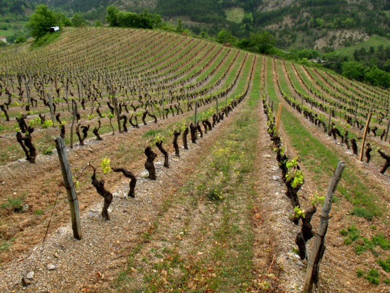 #10 St Benoit en Diois : Clairette "made in Diois" St Benoit en Diois : Clairette "made in Diois"