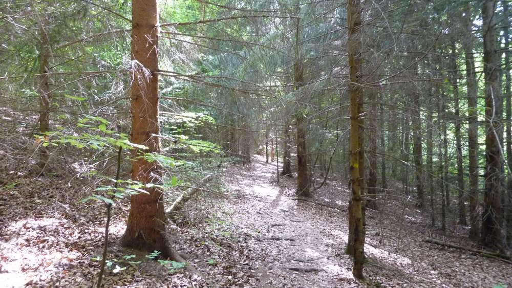 #3 Les Combes : passage en foret sur un joli sentier de feuilles mortes Les Combes : passage en foret sur un joli sentier de feuilles mortes