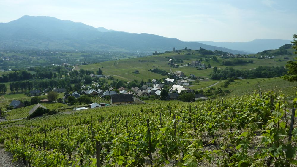 #6 Trou de Chignin : arrivée au milieu des vignes Trou de Chignin : arrivée au milieu des vignes
