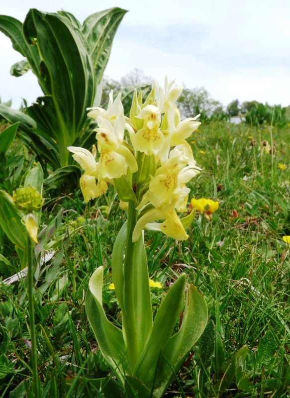 #4 Fleur : Orchis Sureau Fleur : Orchis Sureau
