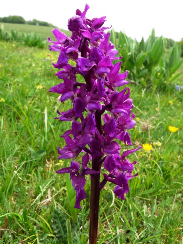 #3 Fleur : une orchidée Fleur : une orchidée