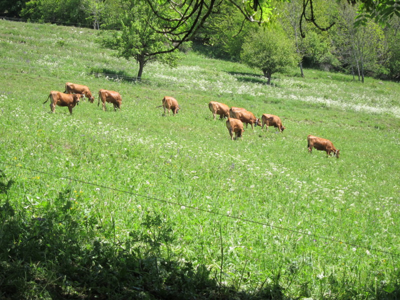 #13 le retour : et l le retour : et l'herbe semble bien bonne!