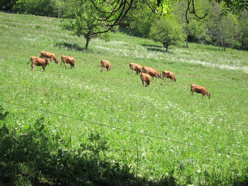 le retour : et l'herbe semble bien bonne!