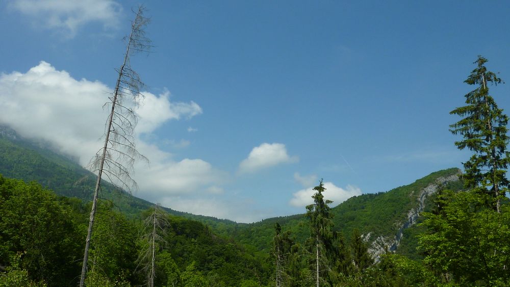 Col de Marcieu : droles d'arbres en Chartreuse