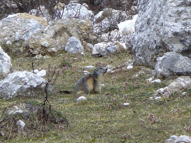 #15 Marmotte : La première de la saison ... Marmotte : La première de la saison ...
