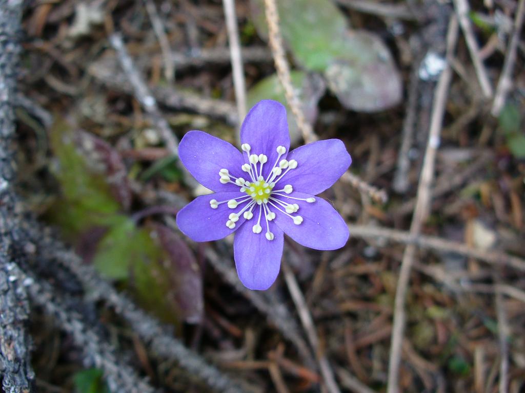 #13 Flore : Vous pouvez la choisir en bleu ... Flore : Vous pouvez la choisir en bleu ...