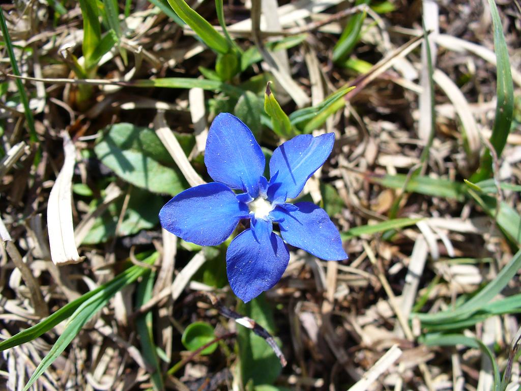 #8 Lac de la Rosière : ... des fleurs ... Lac de la Rosière : ... des fleurs ...