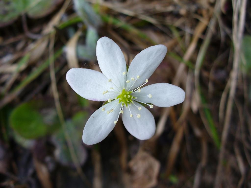 #14 Flore : ... mais on l Flore : ... mais on l'a aussi en blanc ...