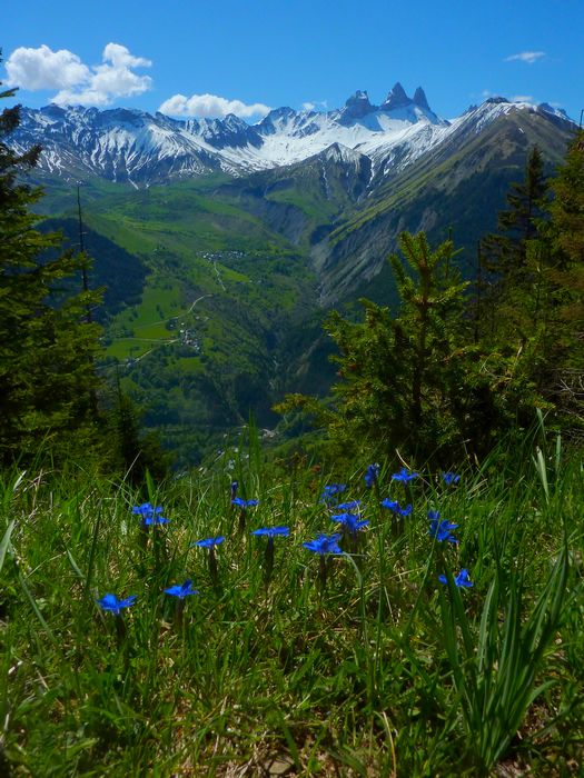 #4 Aiguilles : Plateau de Montrond Aiguilles : Plateau de Montrond