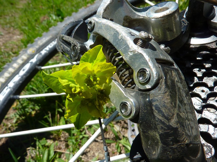 #13 Brute : VTT vs flore Brute : VTT vs flore