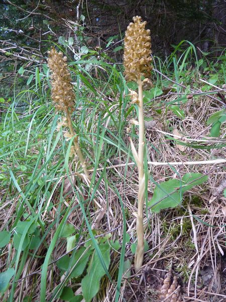 #18 néottie : une des nombreuses orchidées croisées ce jour néottie : une des nombreuses orchidées croisées ce jour