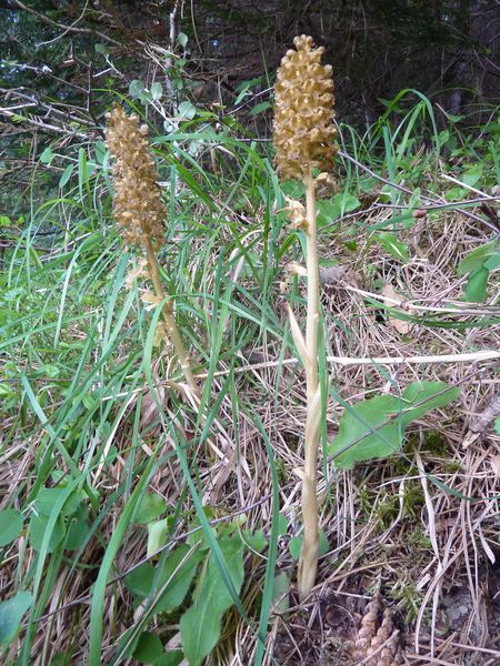 néottie : une des nombreuses orchidées croisées ce jour