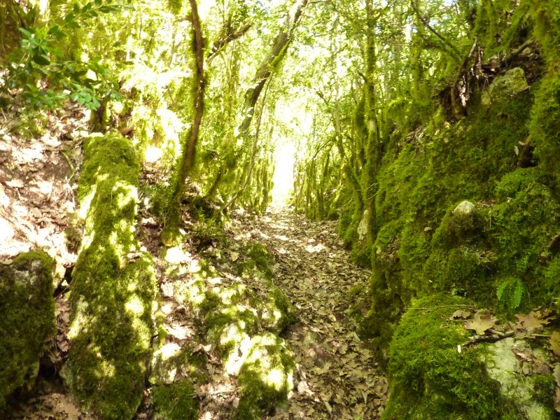 Combe de Sône : Buis recouverts de lichen...plongée dans les entrailles du massif!