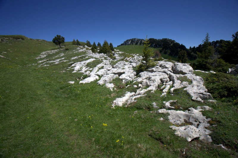 #12 Col de l Col de l'Alpe : paysage bucolique avec un arbre solitaire rappelant celui de la Plaine de Queyrie dans le Vercors