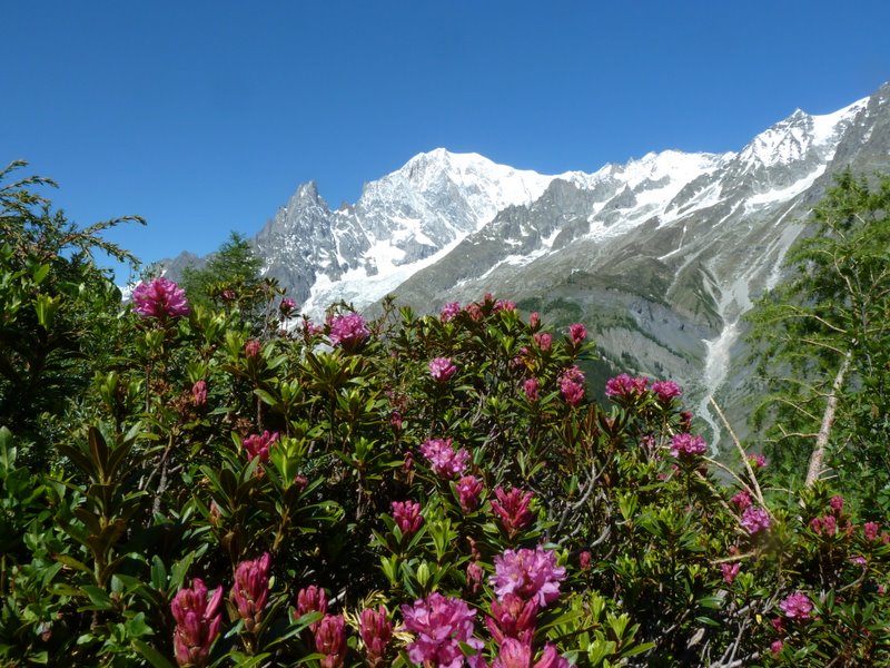 Mont Blanc : Mont Blanc et rhodos
